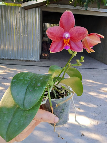 Phalaenopsis Yaphon Black Snake #17 x Lioulin Bluebird 'Dark Blue Flat'.jpg