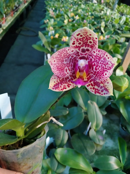 Phalaenopsis Mituo Diamond 'Cluster'.jpg
