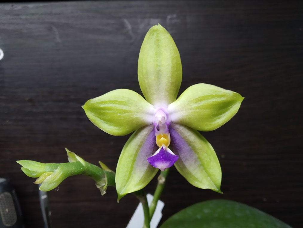 Phalaenopsis ('Emerald Bear' x LD Purple 3S) x Mituo GH King Star.jpg