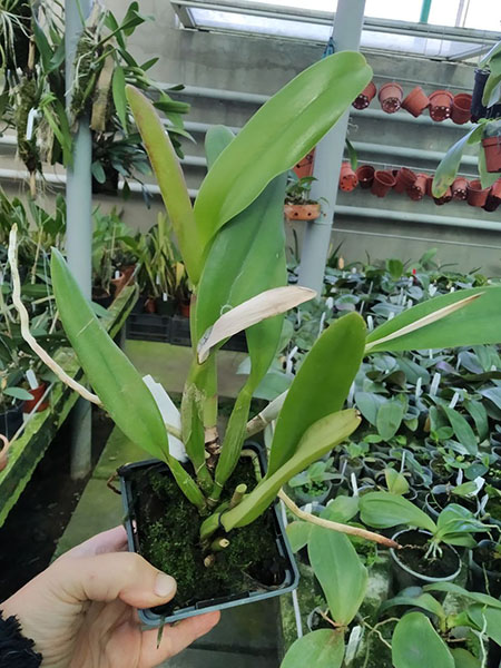 Rhyncholaeliocattleya Napa Valentine x Amazing Tailand.jpg