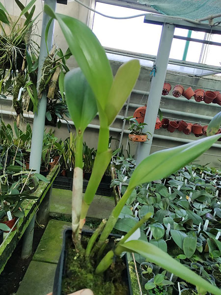 Rhyncholaeliocattleya Amazing Tailand x Yen 24 Carat.jpg