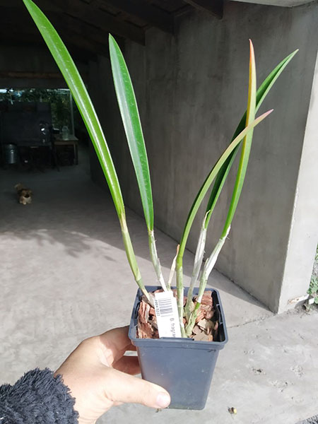 Brassavola fragrans x Laelia anceps.jpg