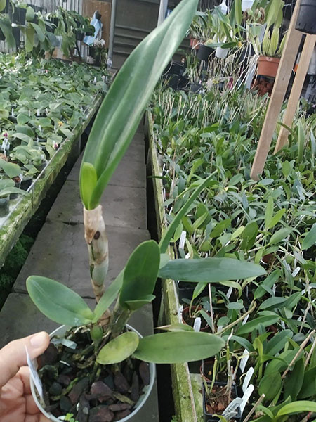 Сattleya Santa Barbara (labiata x 'Octave Doin').jpg