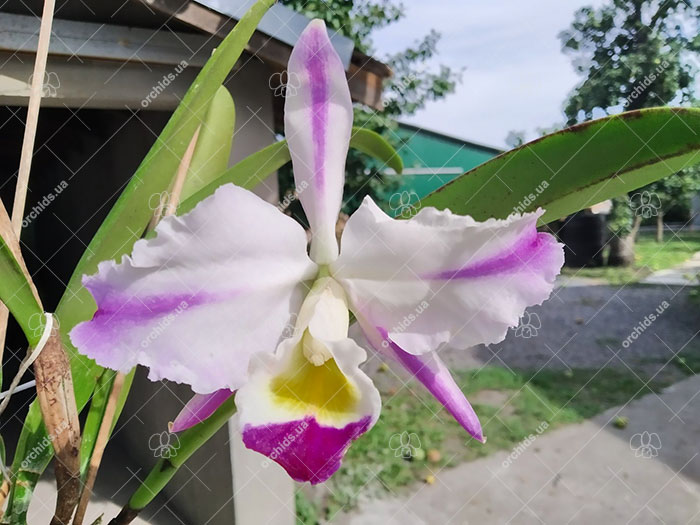 Cattleya eldorado semi-alba flamea.jpg