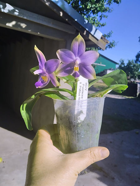 Phalaenopsis violacea indigo x Mituo Reflex Dragon 'Blue #2'.jpg