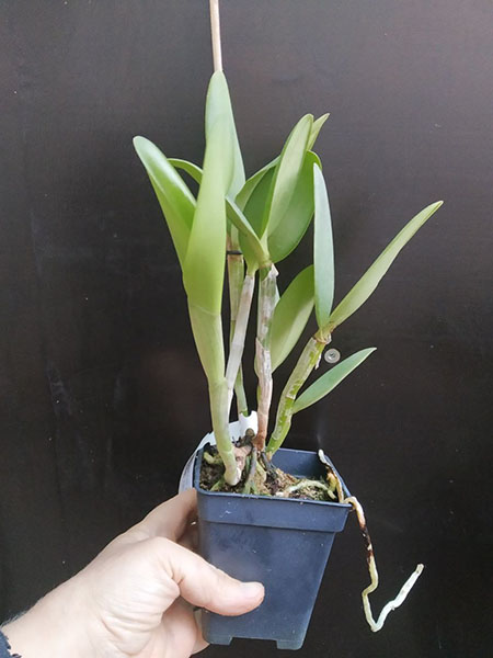 Cattleya loddigesii ('Martinelli' x punctata 'Marisa').jpg