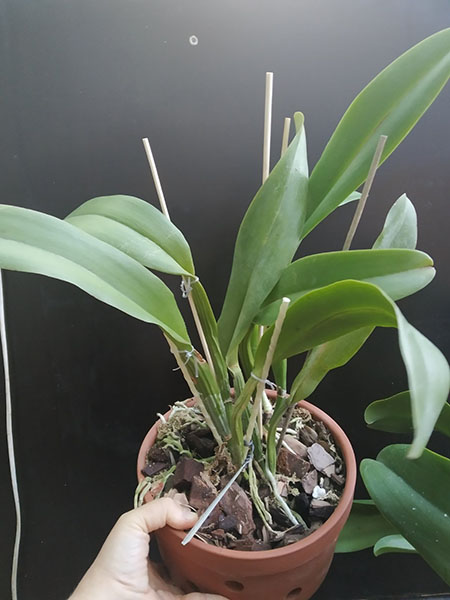 Laeliocattleya Orglade's Grand 'Yu Chang Beauty' (Mildred Rives x Persepolis).jpg