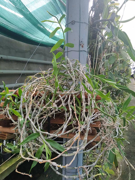 Dendrobium pierardii x loddigesii.jpg