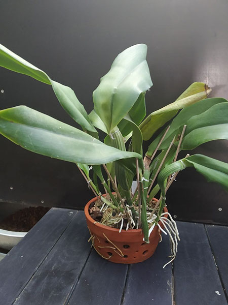 Brassolaeliocattleya Pamela Finney 'All Victory'.jpg