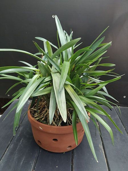 Epidendrum floribundum.jpg