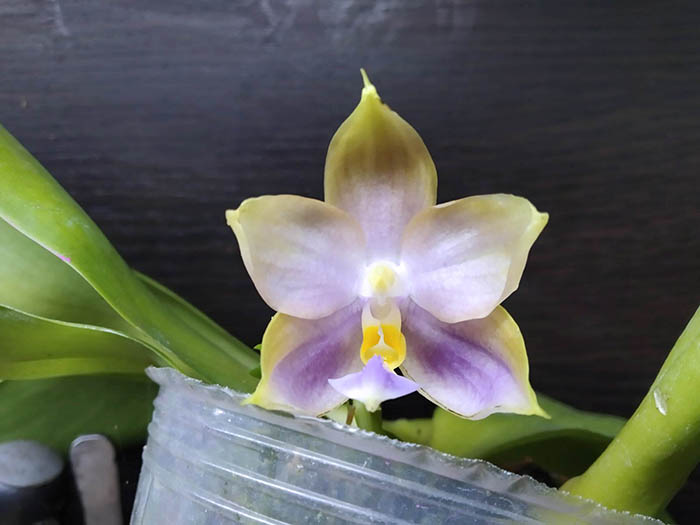 Phalaenopsis (Penang Violacea 'indigo' x Mituo Reflex Dragon 'Blue-2').jpg