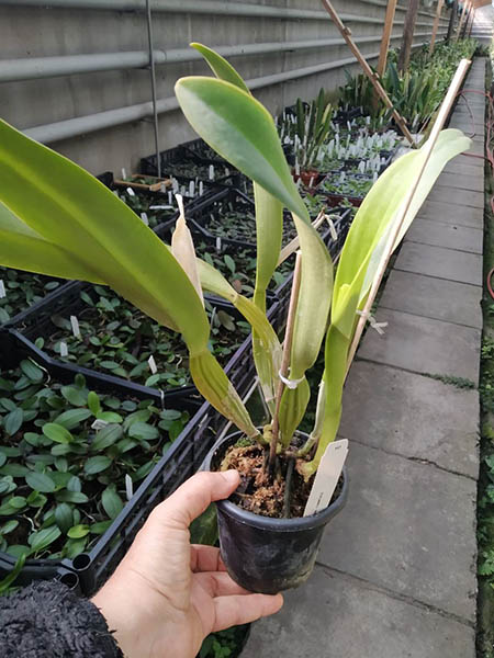 Laelia purpurata russeliana.jpg