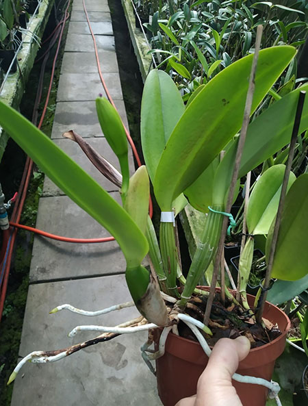 Laeliocattleya Dorothy Oka.jpg