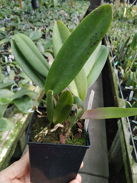 Cattleya percivaliana 'Karen Graf' x 'Summit'.jpg
