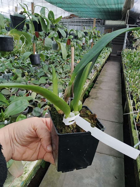 Cattleya percivaliana 'Summit -Mutant' x SELF.jpg