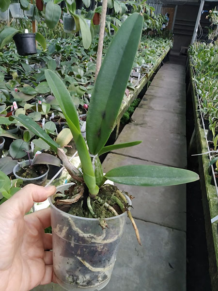 Cattleya percivaliana ('Albert's' x 'Summit-Mutant').jpg