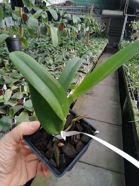 Cattleya percivaliana ('Summit -Mutant' x 'Thiago').jpg
