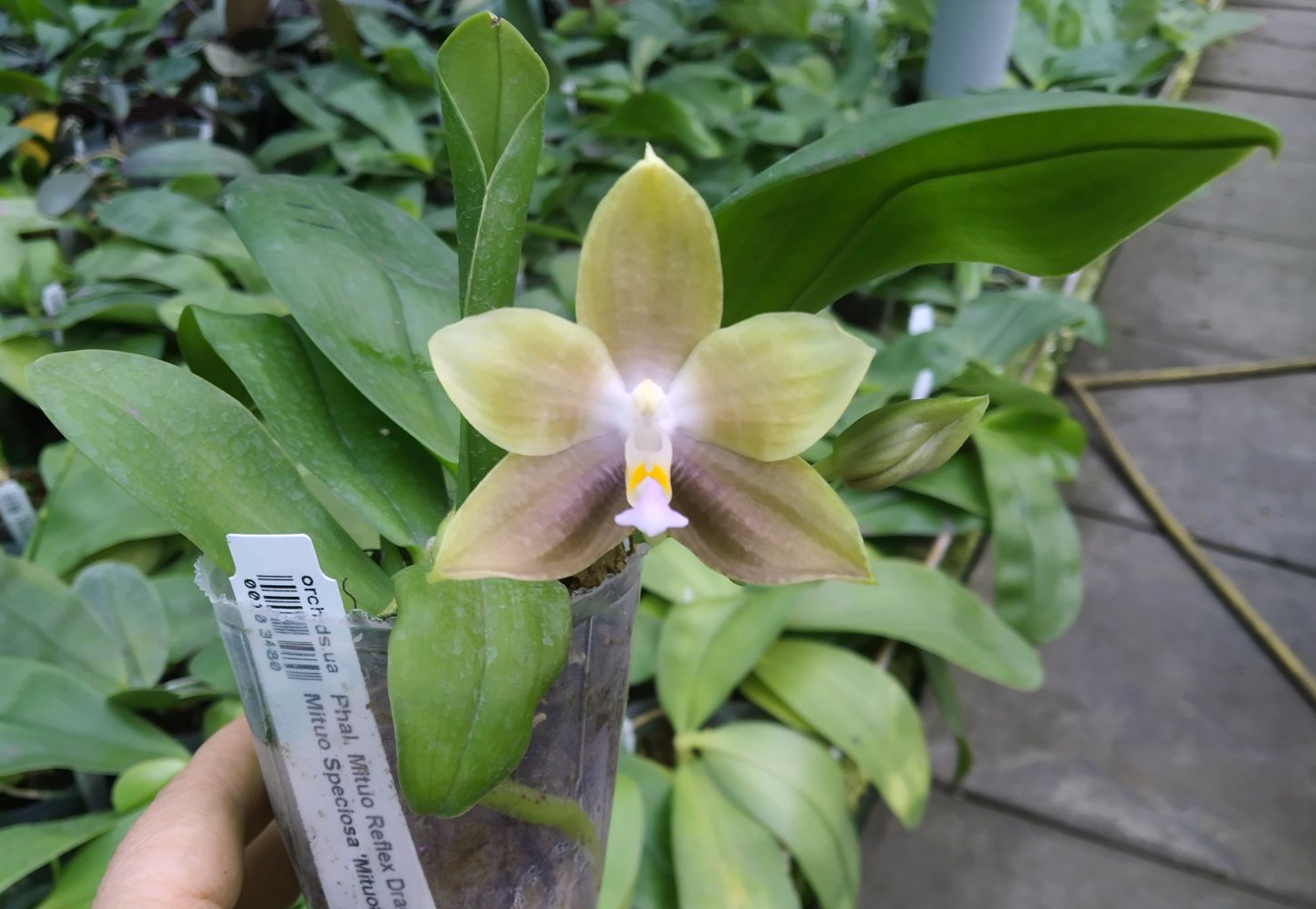 Phalaenopsis Mituo Reflex Dragon 'Blue-2' x Mituo Speciosa 'Mituo#1'.jpg