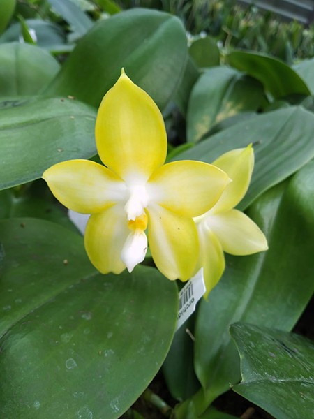 Phalaenopsis (Mituo Gelb Eagle x Zheng Min Muscadine) x Mituo Gelb Eagle 'Oriole'.jpg