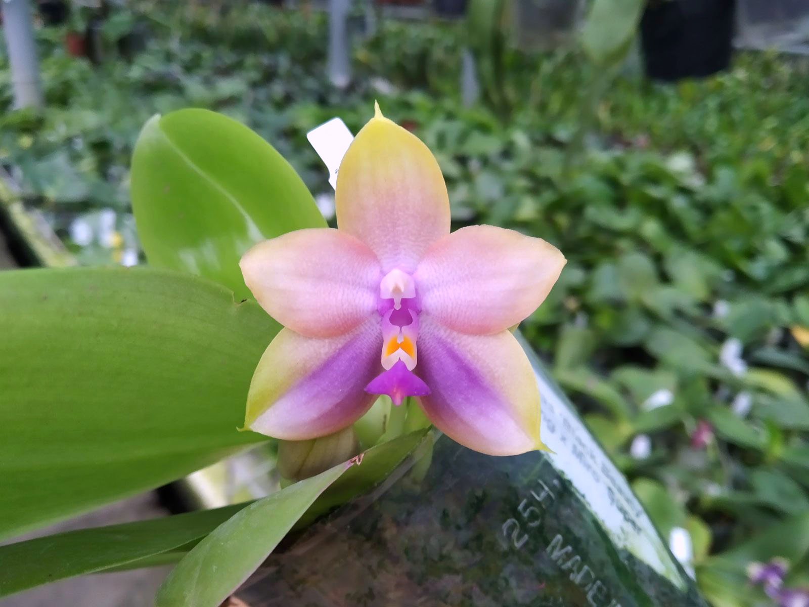 Phalaenopsis Mituo Princess 'Black Beauty' x (Lyndon Gold Ring x Miro Super Star).jpg