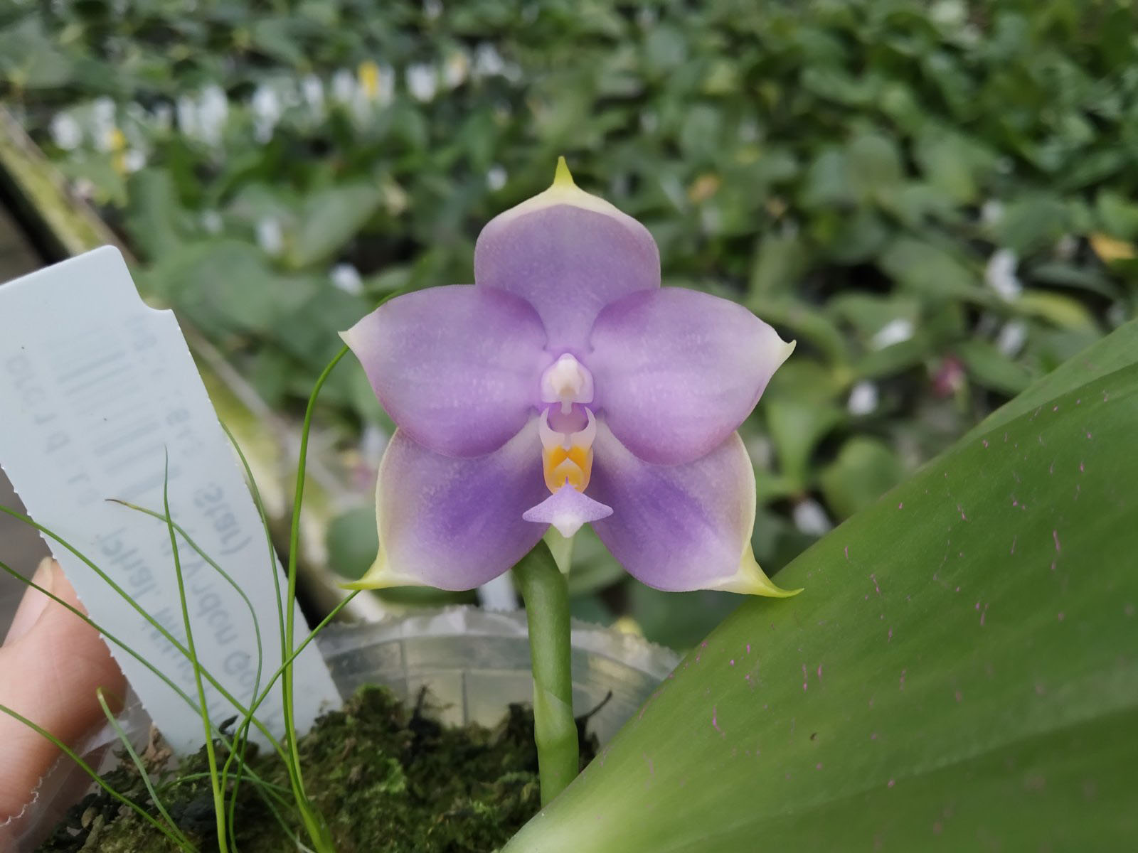 Phalaenopsis Mituo Princess 'Black Beauty' x (Lyndon Gold Ring x Miro Super Star).jpg