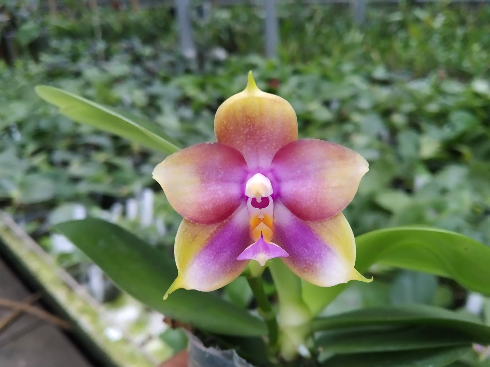 Phalaenopsis Mituo Princess 'Black Beauty' x (Lyndon Gold Ring x Miro Super Star).jpg