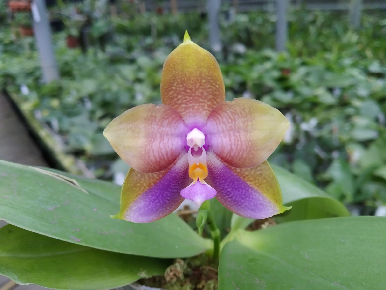 Phalaenopsis Mituo Princess 'Black Beauty' x (Lyndon Gold Ring x Miro Super Star).jpg