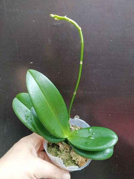 Phalaenopsis equestris aurea.jpg