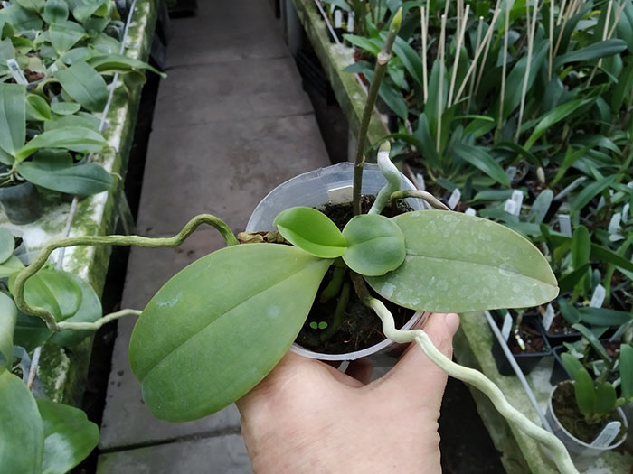 Phalaenopsis GW Green World (S-509).jpg