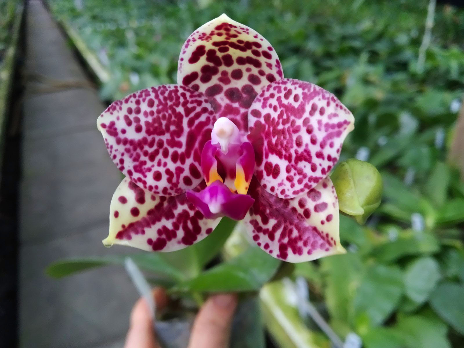 Phalaenopsis Mituo Diamond 'Cluster'.jpg