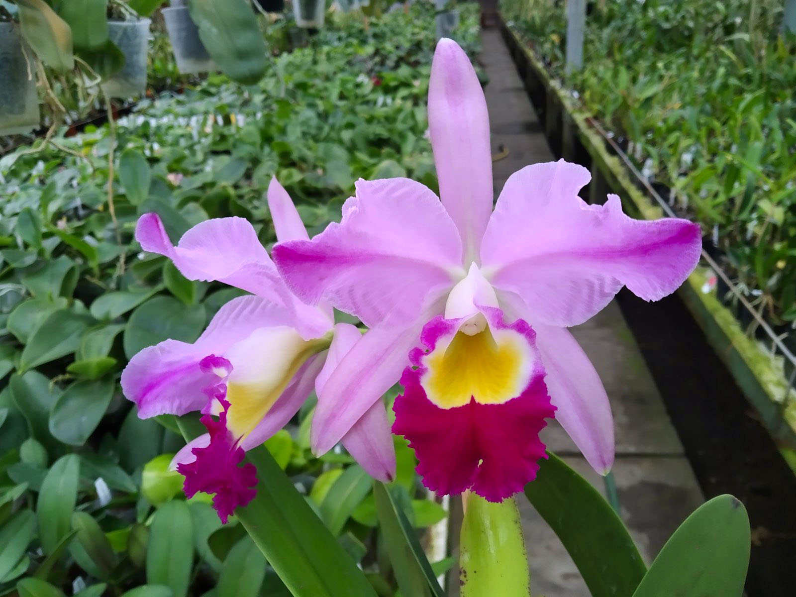 Cattleya eldorado 'M Ito'.jpg