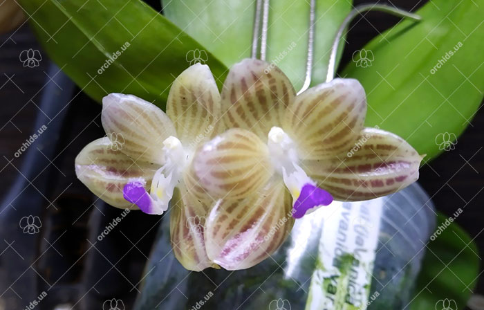 Phalaenopsis javanica 'Yin#2' x javanica 'Yin#1'.jpg