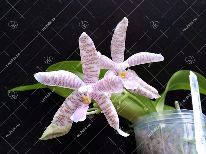 Phalaenopsis hieroglyphica.jpg