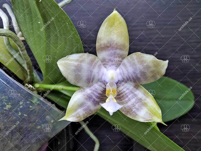 Phalaenopsis Tzu Chiang Tetralitz x Mituo Reflex Dragon.jpg