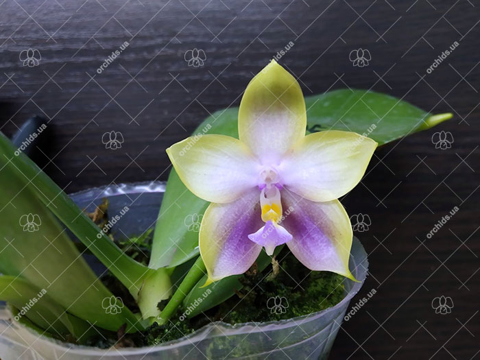 Phalaenopsis Mituo Princess 'Black Beauty' x (Lyndon Gold Ring x Miro Super Star).jpg