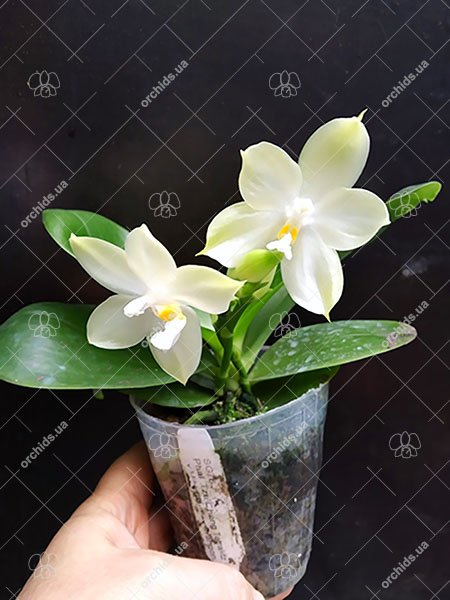 Phalaenopsis Tzu Chiang Tetralitz x Mituo Reflex Dragon.jpg
