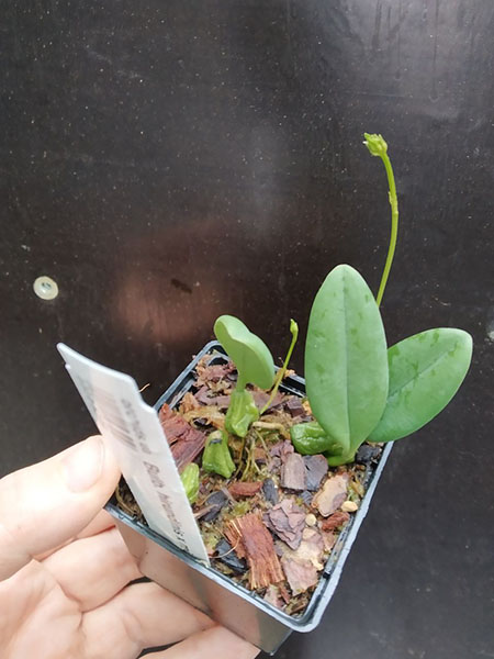 Bulbophyllum hirundinis x miniatum.jpg