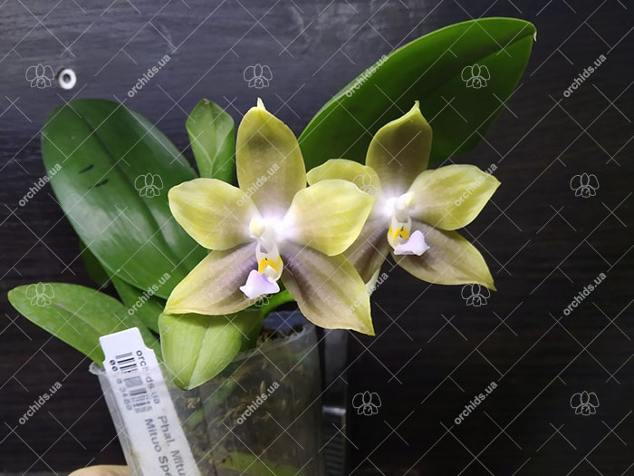 Phalaenopsis Mituo Reflex Dragon 'Blue-2' x Mituo Speciosa 'Mituo#1'.jpg