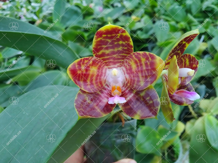 Phalaenopsis Joey 'Yu Fu' x Kung's Red Cherry 'Jon'.jpg