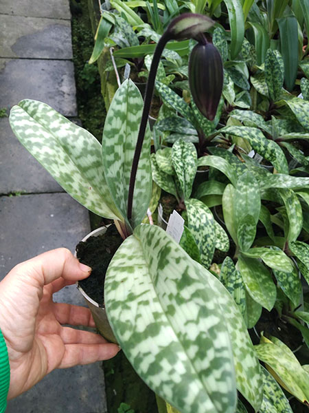 Paphiopedilum Maudiae vinicolor 'In-Charm' x self.jpg