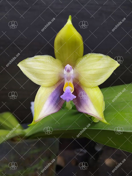 Phalaenopsis Mituo Reflex Dragon 'Blue-2' x Mituo Speciosa 'Mituo#1'.jpg
