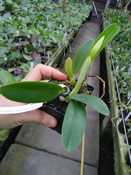 Laelia pumila 'Vinho' x oculata 'Imperatriz'.jpg