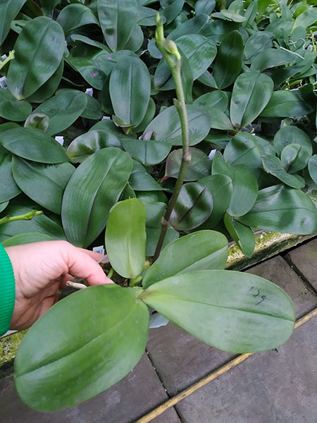 Phalaenopsis Mituo King 'K-Gold'.jpg