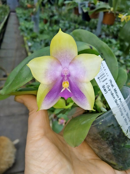 Phalaenopsis Mituo Princess 'Black Beauty' x (Lyndon Gold Ring x Miro Super Star).jpg