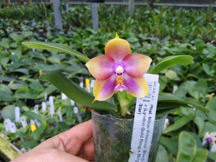 Phalaenopsis Mituo Princess 'Black Beauty' x (Lyndon Gold Ring x Miro Super Star).jpg