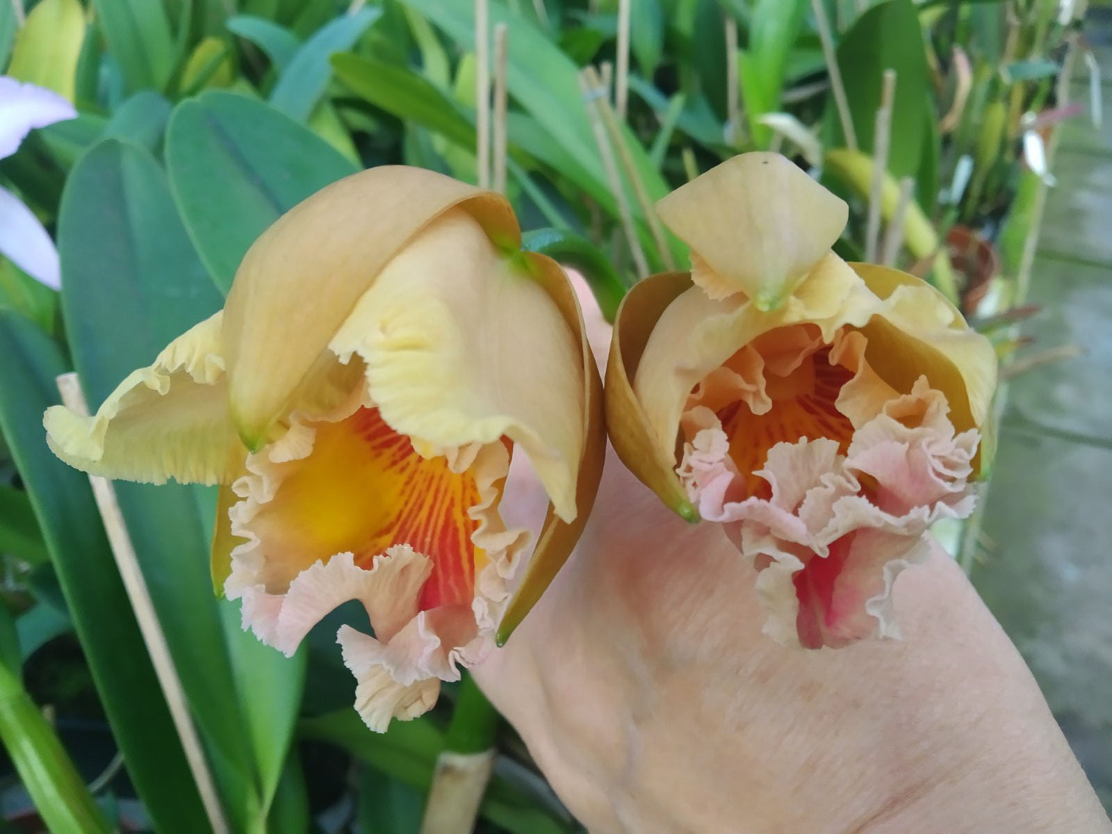 Rhyncholaeliocattleya Yen Golden Master Piece x Cattleya Tainan City.jpg