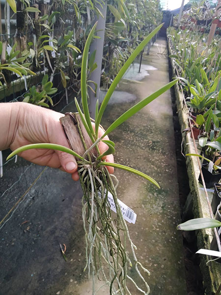 Brassavola George Tyler 'Diamond Orchids' x Brassavola digbyana 'Shamrock'.jpg