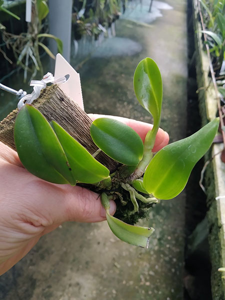 Laelia alaori x self.jpg