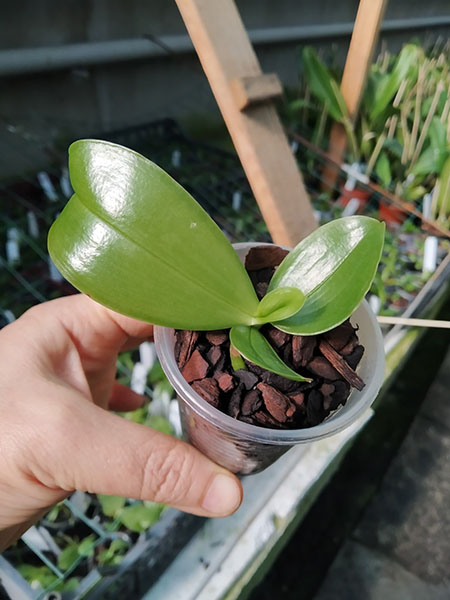 Phalaenopsis (Mituo Reflex Dragon x LD Purple 3S) x sib.jpg