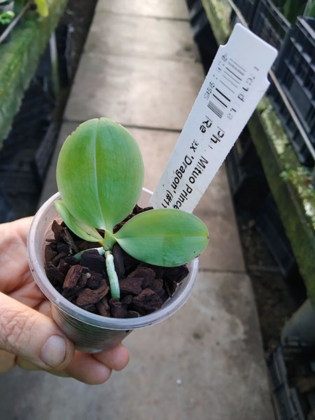Phalaenopsis Mituo Prince 'Bb' x Mituo Reflex 'Dragon' (#11 x #6).jpg